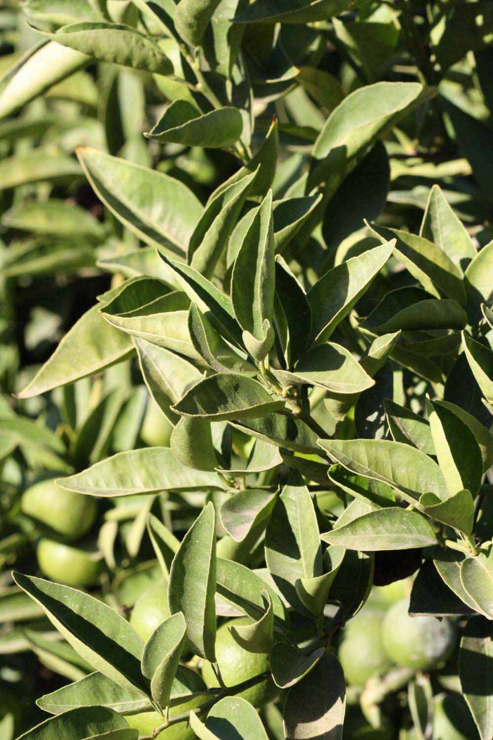              Sun leaves (Riverside, CA)       